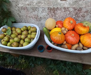 Auf einem Tisch stehen zwei große Schalen mit frischen Früchten und Gemüse. Links befinden sich grüne Äpfel, rechts Kürbisse in verschiedenen Farben, darunter orange, gelb und grün, sowie eine Melone und eine Zucchini. 