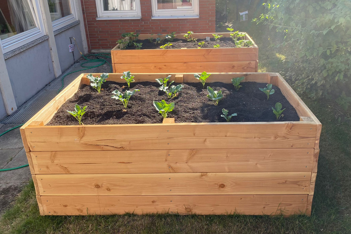 Zwei Hochbeete aus Holz stehen in einem Garten. Eines ist mit jungen Pflanzen wie Brokkoli und Salat bepflanzt. Der Boden ist mit schwarzer Erde gefüllt. Im Hintergrund sind grüne Pflanzen und eine Wand zu sehen.