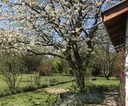 Ein blühender Baum mit weißen Blüten steht auf einer Wiese. 