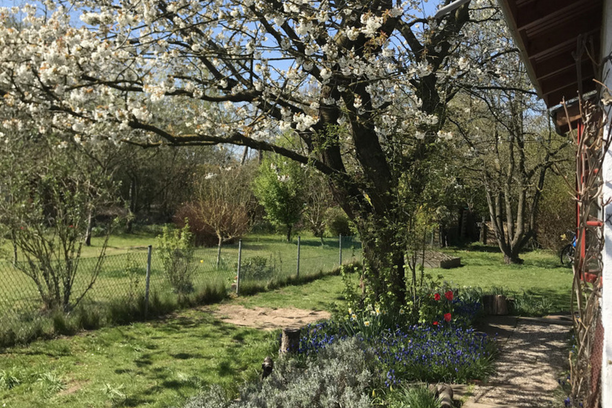 Ein blühender Baum mit weißen Blüten steht auf einer Wiese. 
