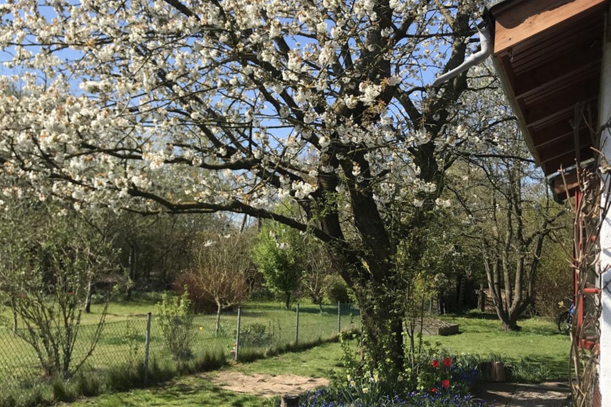 Ein blühender Baum mit weißen Blüten steht auf einer Wiese. 