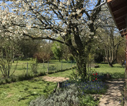 Ein blühender Baum mit weißen Blüten steht auf einer Wiese. 