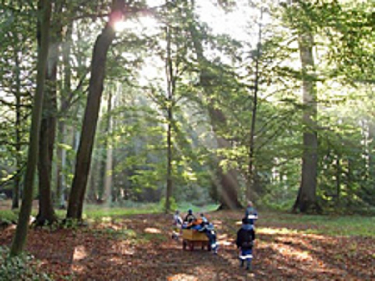 Im Bild sind Kinder in einem Wald zu sehen. Sie sitzen auf einem Wagen und genießen das Licht, das durch die Bäume scheint.