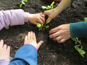 Drei Hände pflanzen Setzlinge in die Erde. Eine Hand ist klein und gehört einem Kind, während die anderen Hände erwachsene Personen zuzuordnen sind. Der Boden ist dunkel und umgeben von kleinen grünen Pflanzen, die bereits gesetzt werden.