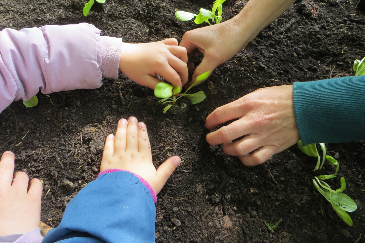 Drei Hände pflanzen Setzlinge in die Erde. Eine Hand ist klein und gehört einem Kind, während die anderen Hände erwachsene Personen zuzuordnen sind. Der Boden ist dunkel und umgeben von kleinen grünen Pflanzen, die bereits gesetzt werden.
