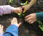 Drei Hände pflanzen Setzlinge in die Erde. Eine Hand ist klein und gehört einem Kind, während die anderen Hände erwachsene Personen zuzuordnen sind. Der Boden ist dunkel und umgeben von kleinen grünen Pflanzen, die bereits gesetzt werden.