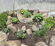 Ein kleiner Garten mit verschiedenen Kräutern und Pflanzen, umgeben von größeren Steinen. In der Mitte sind grüne Pflanzen, darunter Basilikum und Petersilie, angeordnet. Einige Steine sind als Wege zwischen den Pflanzen gelegt.