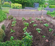 Ein Gemüsegarten mit mehreren Pflanzreihen von jungen Kartoffelpflanzen in erdiger Anordnung. Umgeben von Holzbrettern und einigen Büschen, ist der Garten gut gepflegt und grün, mit weiteren Pflanzen im Hintergrund.