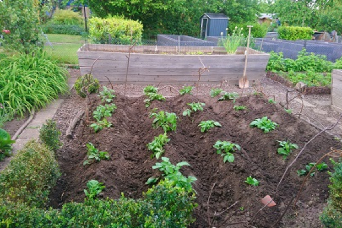 Ein Gemüsegarten mit mehreren Pflanzreihen von jungen Kartoffelpflanzen in erdiger Anordnung. Umgeben von Holzbrettern und einigen Büschen, ist der Garten gut gepflegt und grün, mit weiteren Pflanzen im Hintergrund.