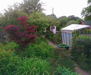Ein üppiger Garten mit bunten Pflanzen und Sträuchern. Im Vordergrund steht ein roter Baum, während ein Weg durch den Garten führt. Im Hintergrund sind Gartenhäuser und ein Gewächshaus sichtbar. 