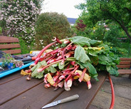 Ein großer Haufen frischer Rhabarberstangen liegt auf einem Holztisch im Garten, umgeben von grünen Pflanzen. Ein Messer und einige Gartengeräte sind sichtbar, während im Hintergrund ein blühender Strauch zu sehen ist.