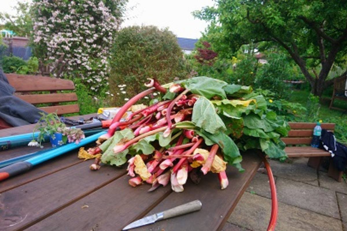Ein großer Haufen frischer Rhabarberstangen liegt auf einem Holztisch im Garten, umgeben von grünen Pflanzen. Ein Messer und einige Gartengeräte sind sichtbar, während im Hintergrund ein blühender Strauch zu sehen ist.