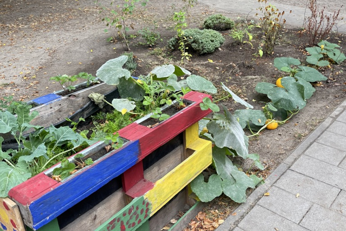 Ein bunter Hochbeet aus Holz steht in einem Garten. Darin wachsen verschiedene Pflanzen, darunter Kürbisse und anderes Gemüse. Der Boden ist mit Erde und etwas Laub bedeckt. Im Hintergrund gibt es einen Kinderspielplatz mit einer Rutsche und einer Schaukel.