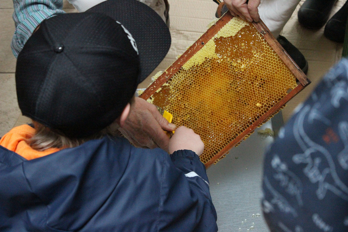 Ein Kind steht vor einem Bienenstock und beobachtet, wie jemand Waben mit Honig bearbeitet. Die Person verwendet ein Werkzeug, um den Honig zu entnehmen. 