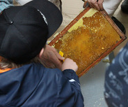 Ein Kind steht vor einem Bienenstock und beobachtet, wie jemand Waben mit Honig bearbeitet. Die Person verwendet ein Werkzeug, um den Honig zu entnehmen. 