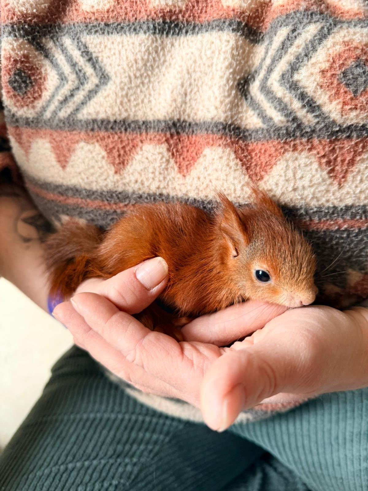 Eine Person hält ein kleines, braunes Eichhörnchen in den Händen. Das Tier liegt entspannt und hat große, neugierige Augen. Die Person trägt einen gemusterten Pullover und die Hände sind sanft um das Eichhörnchen gelegt.