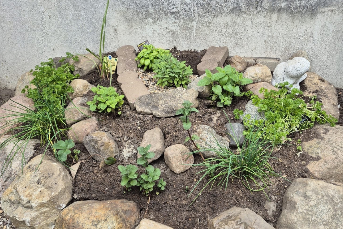 Ein kleiner Garten mit verschiedenen Kräutern und Pflanzen, umgeben von größeren Steinen. In der Mitte sind grüne Pflanzen, darunter Basilikum und Petersilie, angeordnet. Einige Steine sind als Wege zwischen den Pflanzen gelegt.